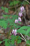 Bleeding heart